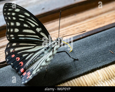 Ein roter Ring rock Schmetterling, hestina Assimilis, liegt am Rande der Tatami Matten nur innerhalb eines alten japanischen Farm House an einem heißen Sommertag. Stockfoto