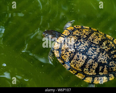 Eine gemeinsame Slider Turtle, trachemys, schwimmt in einem Wassergraben - wie Teich in einem Park in Tokio, Japan. Stockfoto