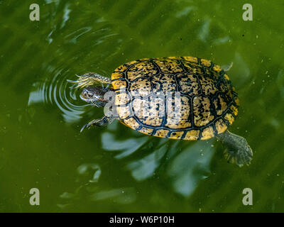 Eine gemeinsame Slider Turtle, trachemys, schwimmt in einem Wassergraben - wie Teich in einem Park in Tokio, Japan. Stockfoto