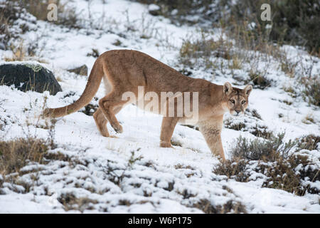 Ein erwachsener Puma zu Fuß über den Schnee im Torres del Paine Nationalpark, Chile Stockfoto