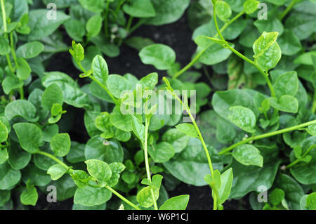 Malabar Spinat im Garten unter der Sonne Stockfoto
