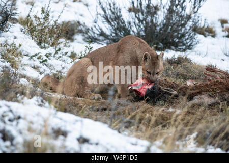 Puma cub Essen ein guanako im Torres del Paine Nationalpark, Chile Stockfoto