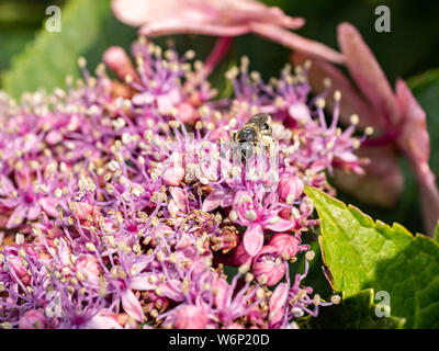 Eine lange verschwiegenen Bergbau Biene, Andrena barbilabris, sammelt Pollen und Nektar aus einem Cluster von Hydrangea Knospen. Vor allem in Nordamerika gefunden, diese Bienen Stockfoto
