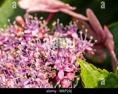 Eine lange verschwiegenen Bergbau Biene, Andrena barbilabris, sammelt Pollen und Nektar aus einem Cluster von Hydrangea Knospen. Vor allem in Nordamerika gefunden, diese Bienen Stockfoto