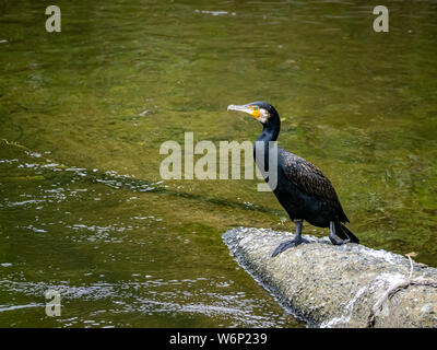 Eine japanische Kormoran, Phalacrocorax capillatus, ruht auf einem Klumpen von Beton in der Mitte des Sakai Fluss in Yokohama, Japan. Stockfoto