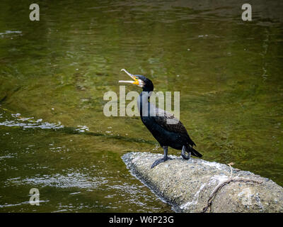 Eine japanische Kormoran, Phalacrocorax capillatus, ruht auf einem Klumpen von Beton in der Mitte des Sakai Fluss in Yokohama, Japan. Stockfoto