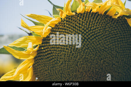 Sonnenblumen Textur und Hintergrund. Makro-ansicht von Sonnenblumen in der Blüte. Organische und natürliche Blume Hintergrund. Stockfoto