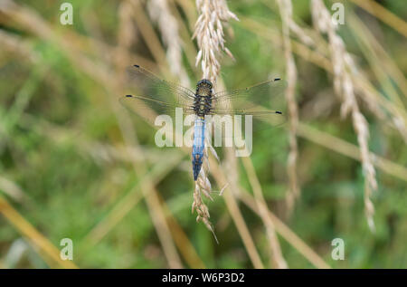 Schwarz Tailed Skimmer, Rutland Water, Rutland Stockfoto