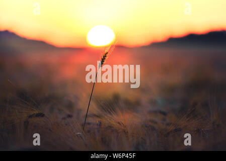Sonnenuntergang Weizenfeld in Ungarn. Ohren der goldene Weizen hautnah. Hintergrund der reifenden Ähren Feld mit strahlenden Sonnenlicht. Stockfoto