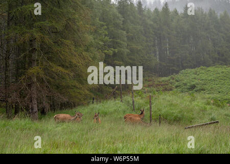 Rotwild im Glen Etive, Schottland Stockfoto