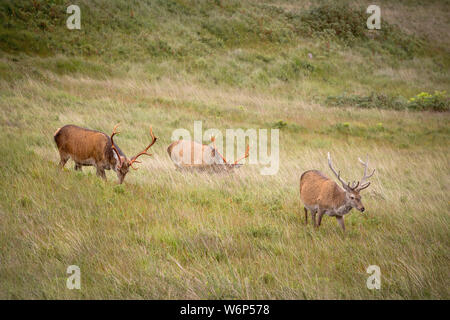 Hirsche grasen und durchstreifen wild im Glen etive, Scottish Highlands unter langen Gras- und Heidelandschaft Stockfoto