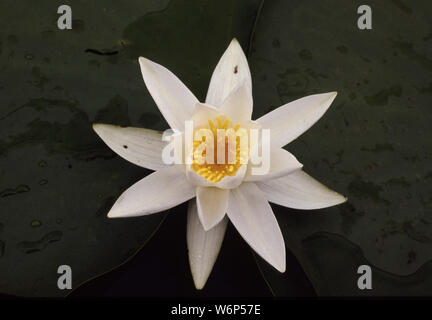 Europäische Weißwasserlilie, Nymphaea alba Stockfoto