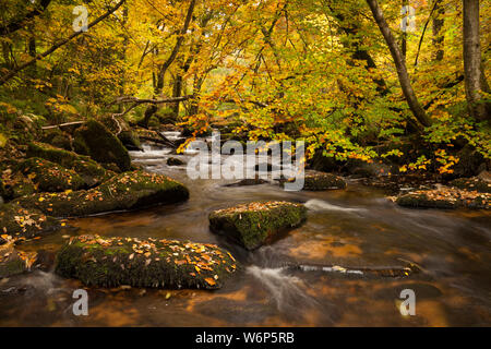 Ein Wald Fluss Szene von Bäumen mit goldenen Blätter im Herbst auf dem Fluss Teign auf Dartmoor National Park in der Nähe von Das fingle Brücke fällt. Stockfoto