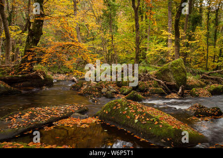 Ein Wald Fluss Szene von Bäumen mit goldenen Blätter im Herbst auf dem Fluss Teign auf Dartmoor National Park in der Nähe von Das fingle Brücke fällt. Stockfoto