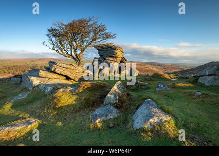 Ein Weißdorn Baum steht unter den Felsen in der Nähe von Sattel Tor im Dartmoor National Park in der frühen Morgensonne. Stockfoto