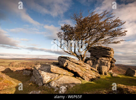 Ein Weißdorn Baum steht unter den Felsen in der Nähe von Sattel Tor im Dartmoor National Park in der frühen Morgensonne. Stockfoto