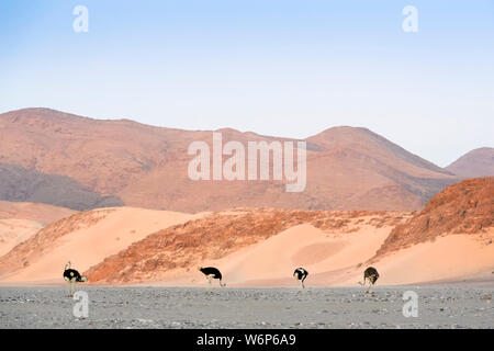 Strauß (Struthio camelus) Gruppe zu Fuß durch die Wüste, Hoanib Wüste, Kaokoveld, Namibia. Stockfoto