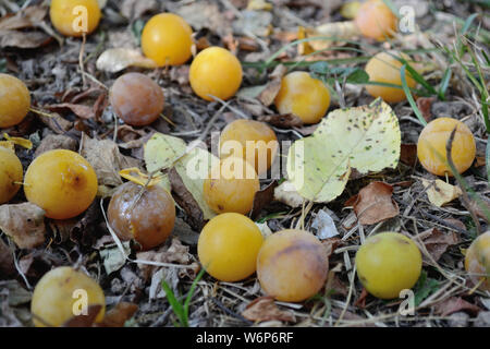 Pflaumen auf den Boden vom Baum gefallen Stockfoto