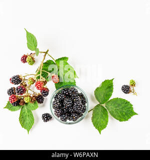 Frische Brombeeren, Branche und Glasgefäß Zusammensetzung auf weißem Hintergrund. Gesunde Ernährung und Diät Konzept. Obst Sommer und Berry anordnen Stockfoto