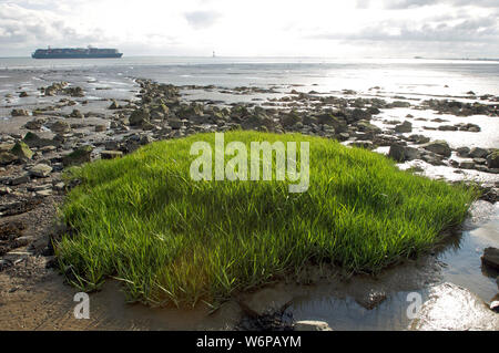 Kleine Insel von Gras mit einem großen Containerschiff auf der Westerschelde aus Antwerpen während der Ebbe in Zeeland Walcheren, Niederlande Stockfoto