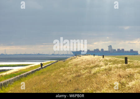 Einen großen Container Schiff segelt auf der Westerschelde bei Ebbe hinter dem Deich mit Schafe weiden und ein Mann auf einem Fahrrad vorbei, die Niederlande Stockfoto