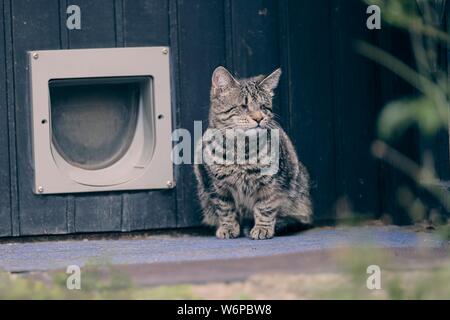 Blind tabby Katze sitzt vor einem doggie Tür und weg schauen. Stockfoto