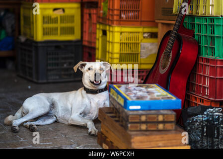 Inukai legen sich auf den Boden in die Street Market, städtischer Ort. Stockfoto