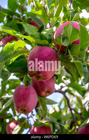 Perfekte red apple von vielen anderen umgeben ist immer noch auf dem Baum in einem washinton State Orchard... warten, abgeholt zu werden. Flache Tiefenschärfe exagerates Stockfoto