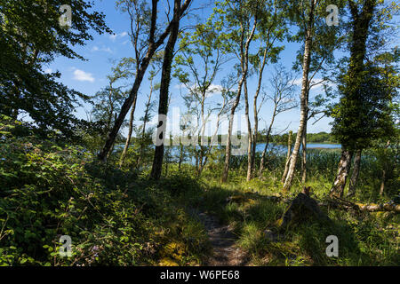 Blick über Lough Derg von Portumna Forest Park in der Grafschaft Galway, Irland Stockfoto