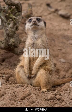 Cute afrikanischen Erdmännchen Wildtiere Stockfoto