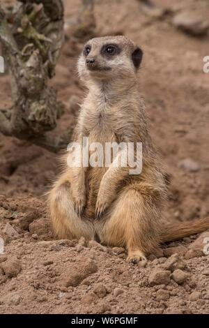 Cute afrikanischen Erdmännchen Wildtiere Stockfoto