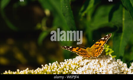 Schöne Distelfalter Schmetterling Nahaufnahme auf hellen, weißen buddleja Blüten Stockfoto