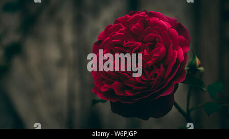 Schöne große Munstead Wood Rose Nahaufnahme gegen alte, vintage Garten Tür Hintergrund Stockfoto