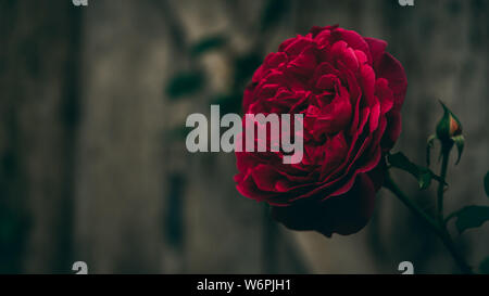 Geheimnisvolle Munstead Wood Rose Nahaufnahme gegen alte, vintage Garten Tür Hintergrund Stockfoto