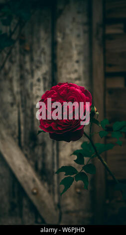 Geheimnisvolle Munstead Wood Rose Nahaufnahme gegen alte, vintage Garten Tür Hintergrund Stockfoto