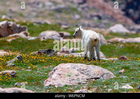 Baby Colorado Bergziegen Stockfoto