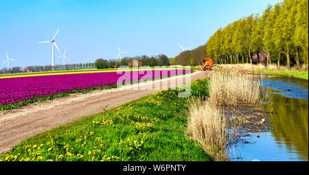 Besprühen der Ein Tulpenfeld Stockfoto