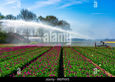 Bewässerung von einem bunten Tulpenfeld Stockfoto