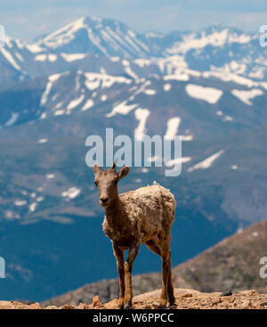 Bergziege auf Mount Evans Stockfoto