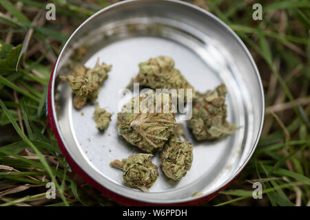 Die medizinische Verwendung von Cannabis Knospen in runder box Makro Hintergrund fine art in hoher Qualität drucken Produkte Stockfoto