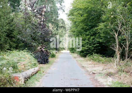 Wandern am wilden Wald Straße Dorsten Hintergrund fine art in hoher Qualität drucken Produkte Stockfoto