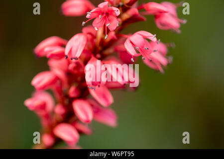 Mountain Fleece Blume (Bistorta Amplexicaulis) Stockfoto