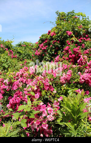 Wilde Rosen unter blauem Himmel Stockfoto