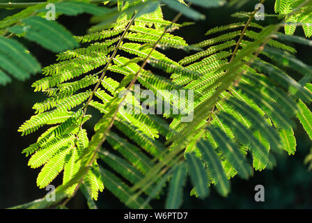 Albizia Julibrissin 'Rosea' Blätter an Hintergrundbeleuchtung Sonnenuntergang. Grüner Hintergrund. Allgemein bekannt als rosa Seide Baum ist ein Baum oder Strauch mit herrlichem Stockfoto