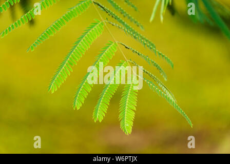 Albizia Julibrissin 'Rosea' Blätter an Hintergrundbeleuchtung Sonnenuntergang. Grüner Hintergrund. Allgemein bekannt als rosa Seide Baum ist ein Baum oder Strauch mit herrlichem Stockfoto