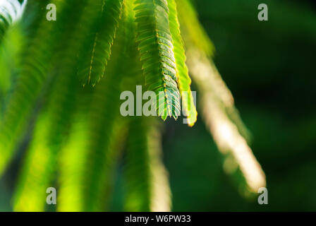 Albizia Julibrissin 'Rosea' Blätter an Hintergrundbeleuchtung Sonnenuntergang. Grüner Hintergrund. Allgemein bekannt als rosa Seide Baum ist ein Baum oder Strauch mit herrlichem Stockfoto