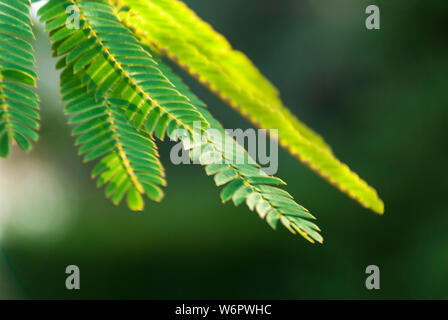 Albizia Julibrissin 'Rosea' Blätter an Hintergrundbeleuchtung Sonnenuntergang. Grüner Hintergrund. Allgemein bekannt als rosa Seide Baum ist ein Baum oder Strauch mit herrlichem Stockfoto