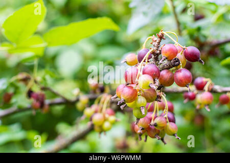 Die jostaberry Close up, komplexe - Kreuz Obst Bush, Zweig mit reifen Beeren, schwarzen Johannisbeeren mit schwarzer Stachelbeere und mit europäischen Stachelbeere, Eco Stockfoto