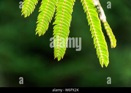 Albizia Julibrissin 'Rosea' Blätter an Hintergrundbeleuchtung Sonnenuntergang. Grüner Hintergrund. Allgemein bekannt als rosa Seide Baum ist ein Baum oder Strauch mit herrlichem Stockfoto