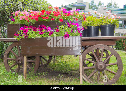 Altes holz vintage Trolley mit Blumentöpfe und -Kästen mit bunten Petunia Blumen und Geranien im Garten an einem sonnigen Sommertag. Stockfoto